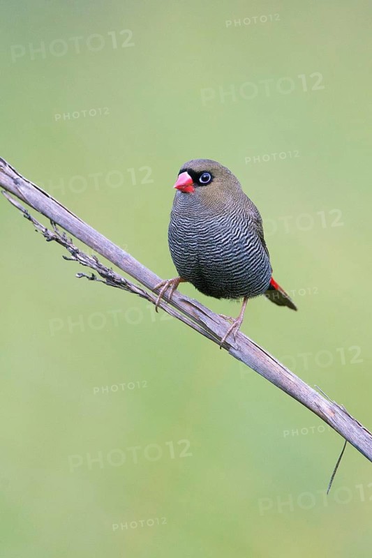 Beautiful Firetail (Stagonopleura bella) perched on a branch, Victoria, Australia