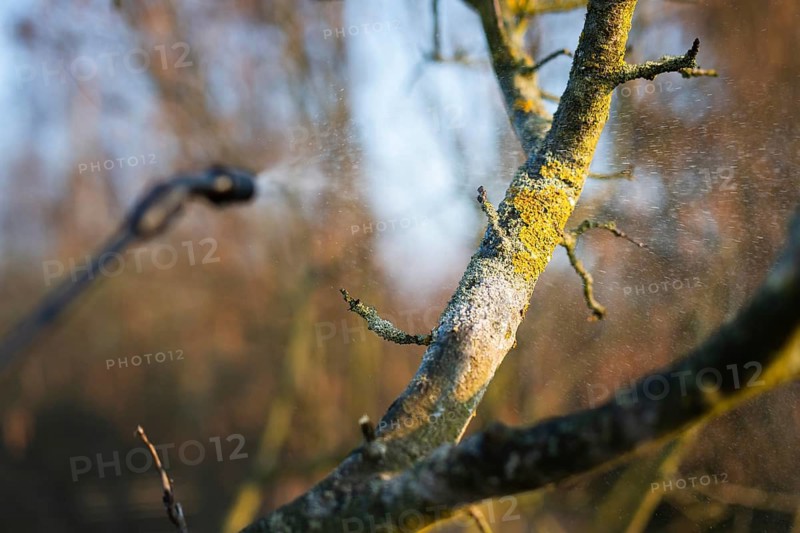Lichen-covered tree branch being treated with a fine liquid spray from a garden nozzle in Poland