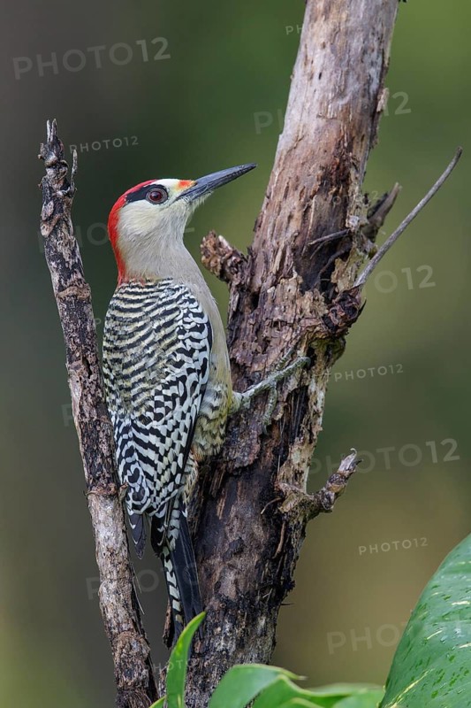 West Indian Woodpecker (Melanerpes superciliaris) perched on a branch in Cuba