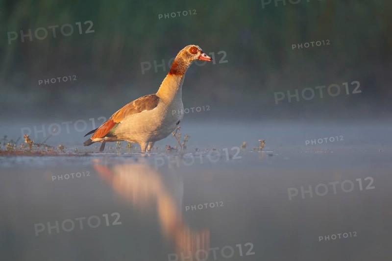 Egyptian Goose (Alopochen aegyptiaca) male on foggy morning, North Rhine-Westphalia, Germany