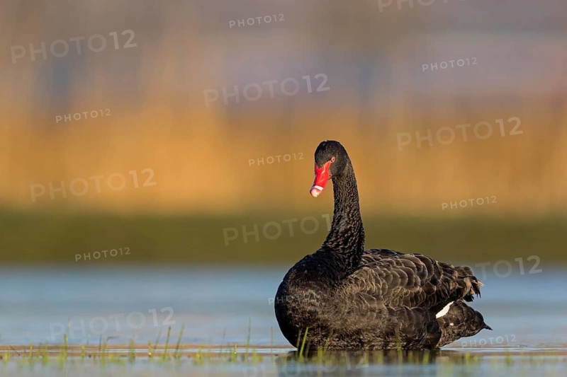 Black swan (Cygnus atratus), swims, waters, biotope, habitat, foraging, swan family, Der Spieß nature reserve, Rheindürkheim, Rhineland-Palatinate, Germany