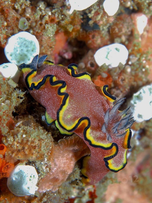 Red-brown Glossodoris (Glossodoris sp)
