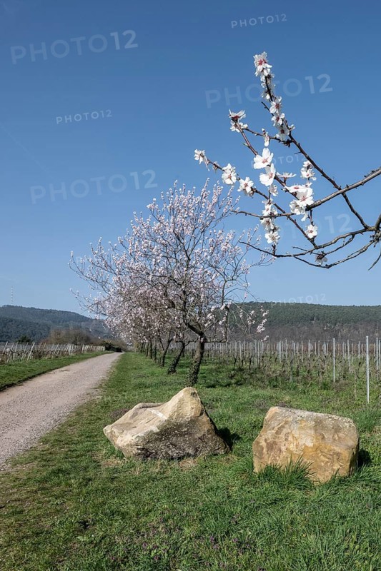 Almond blossom (Prunus dulcis), Rhineland-Palatinate, Germany