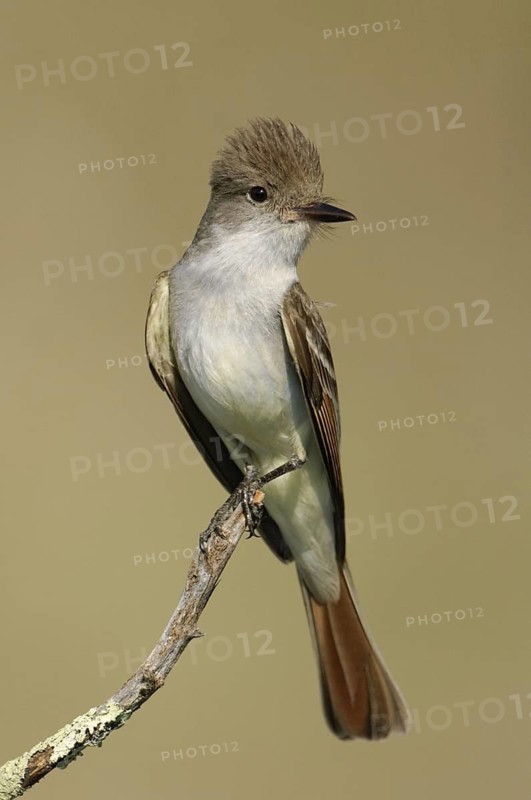 Ash-throated Flycatcher (Myiarchus cinerascens), Texas, USA
