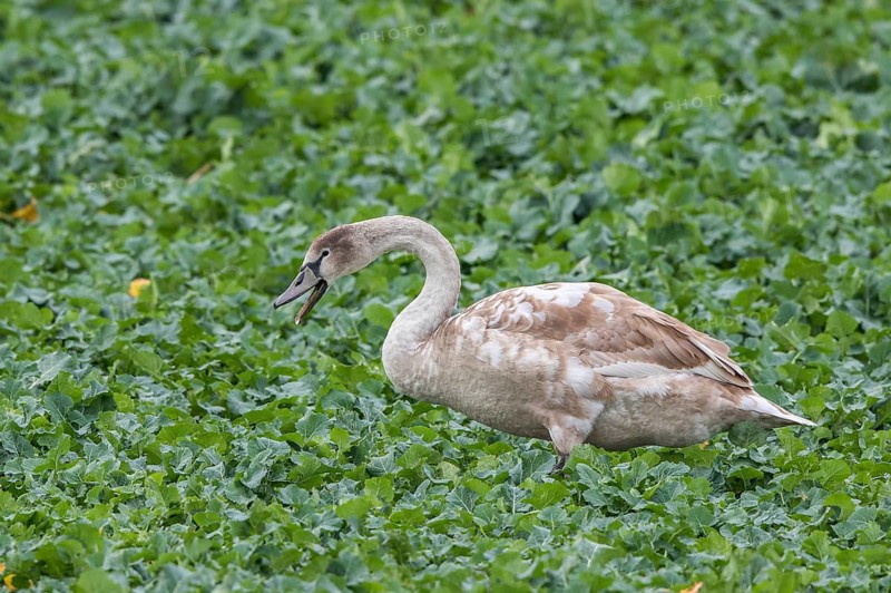 Mute Swan (Cygnus olor) juvenile, Mecklenburg-Western Pomerania, Germany