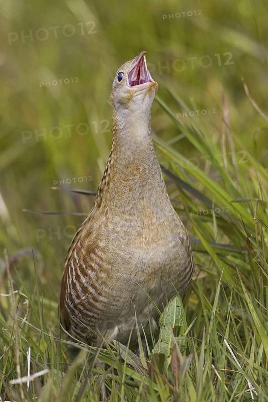 Corn Crake (Crex crex), Scotland, United Kingdom