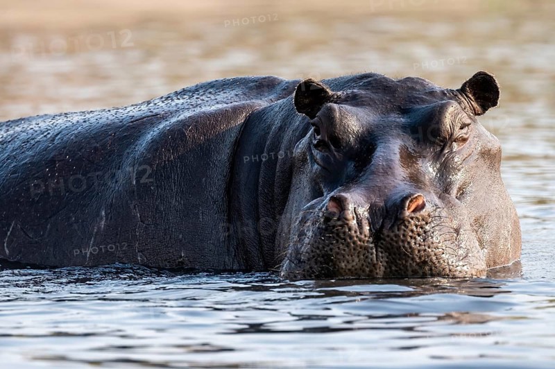 Hippopotamus (Hippopatamus amphibius) in the water, Chobe River, Ihaha, Chobe National Park, Botswana