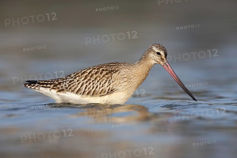 Bar-tailed Godwit (Limosa lapponica), Schleswig-Holstein, Germany