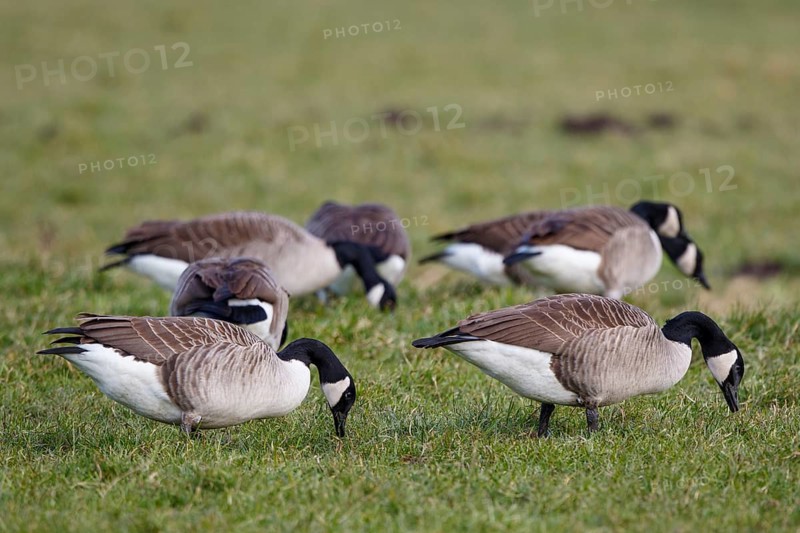 Canada Goose (Branta canadensis) flock foraging, Netherlands