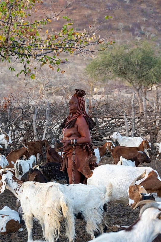 Himba woman with a cup of fresh goat's milk, among goats, traditional Himba village, Kaokoveld, Kunene, Namibia