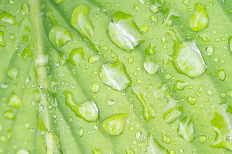 Close-up of fresh dew droplets on a vibrant green hosta leaf, capturing the essence of nature's rejuvenation after a spring rain. The water glistens beautifully in natural light