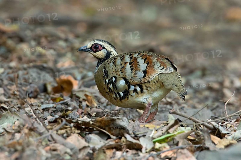 Bar-backed Partridge (Arborophila brunneopectus), Kaeng Krachan, Thailand