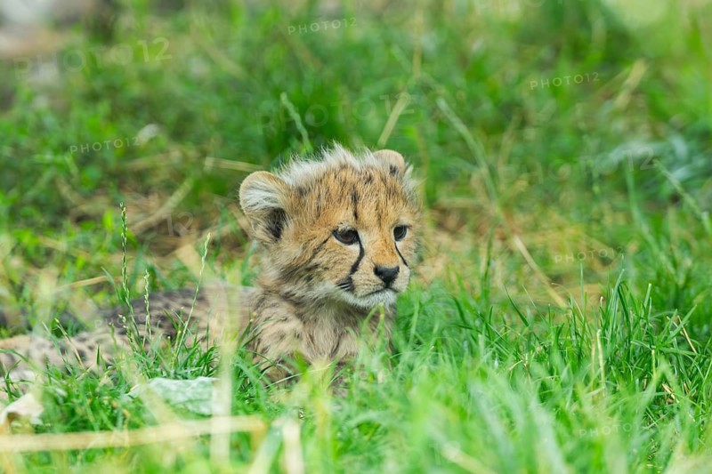 Cheetah (Acinonyx jubatus) youngster lying on a meadow, captive, occurrence Africa