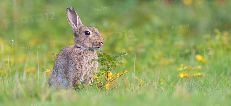 European rabbit (Oryctolagus cuniculus), European rabbit, common rabbit, conejo común, conejo europeo, lapin de garenne, lapin commun, Amrum, Schleswig-Holstein, Germany