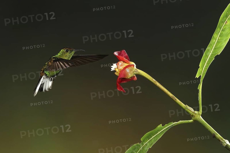 Coppery-headed Emerald (Elvira cupreiceps) male, flying while feeding at a flower, Bosque de Paz, Costa Rica