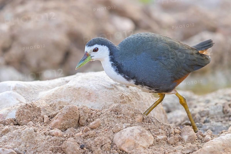 White-breasted Crake, (Amaurornis phoenicurus), Animals, Birds, Crake family, Ayn Hamran, Salalah, Dhofar, Oman