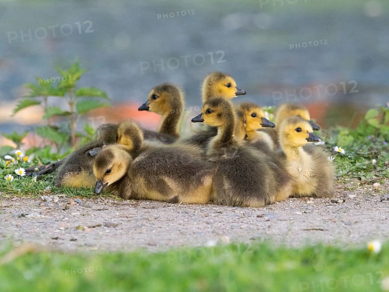 Canada goose (Branta canadensis), a family of goslings resting on a path, alert, at the side of a lake, Hesse, Germany