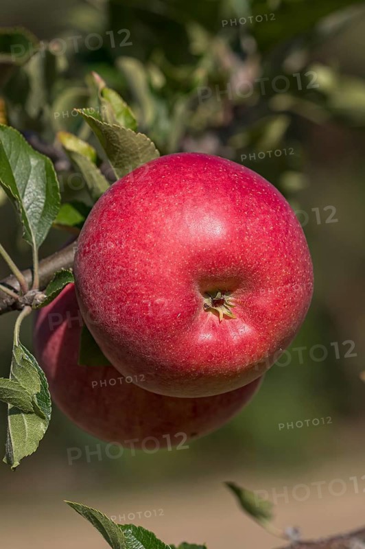 Apple (Malus domestica GALIWA), ZALF Müncheberg, Germany