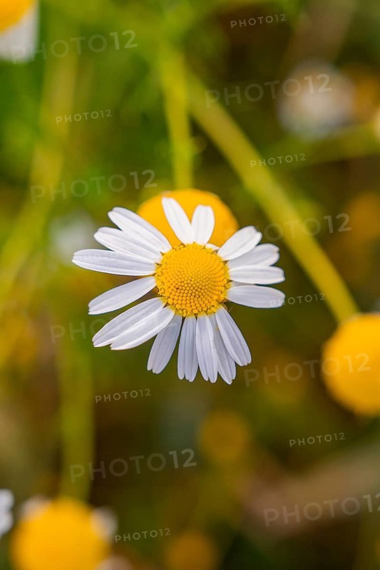 Single camomile blossom in macro view, natural background