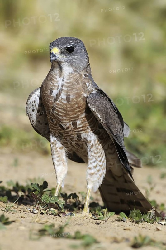 Levant Sparrowhawk (Accipiter brevipes) female, Eilat, Israel