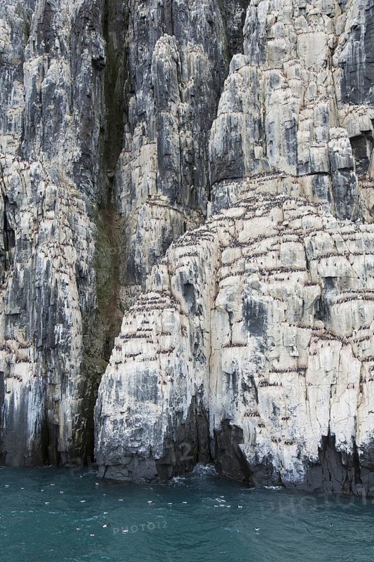 Alkefjellet, sea cliff housing seabird colony of thick-billed murres (Uria lomvia), Brünnich's guillemots at Hinlopenstretet, Svalbard, Norway