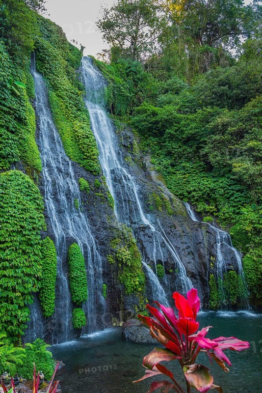 Banyumala twin waterfalls, club lily (Cordyline fructosia), tropical plant, flower, red, waterfall, jungle, rainforest, nature, landscape, tourism, travel, nobody, Bali, Indonesia