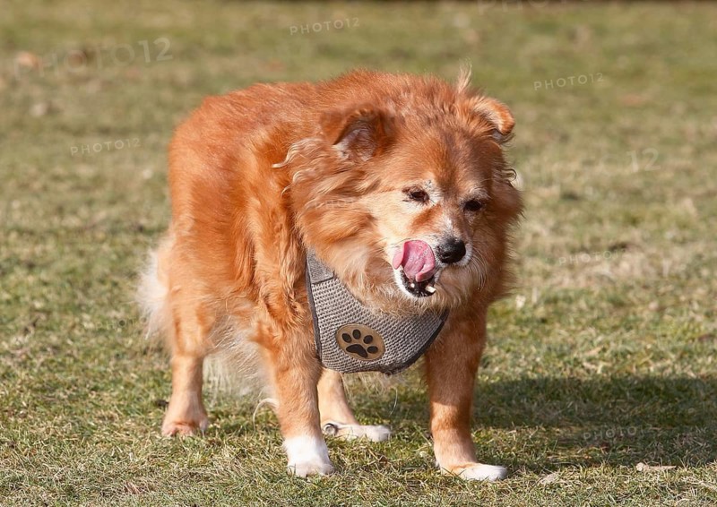 Chihuahua Spitz crossbreed (Canis lupus familiaris), standing on the meadow from the front and licking itself, North Rhine-Westphalia, Germany
