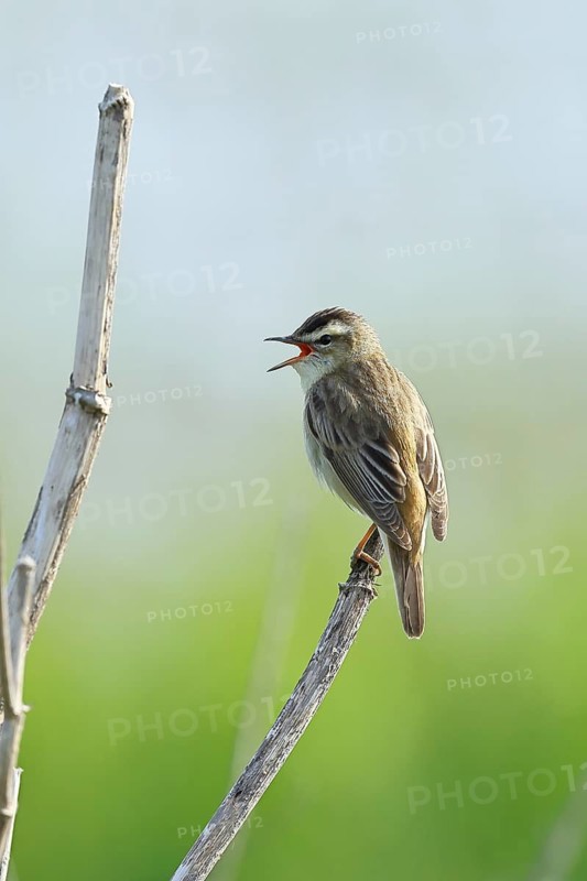 Reed Warbler (Acrocephalus schoenobaenus) singing in a shrub, Wildlife, Lembruch, Ochsen Moor, Dümmer nature park Park, Lower Saxony, Germany