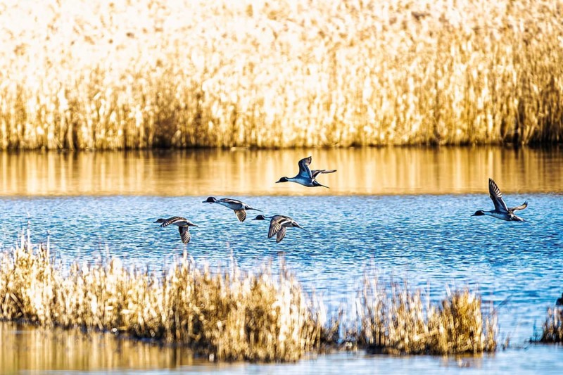 Northern Pintail, Anas acuta, Birds in flight over marshes