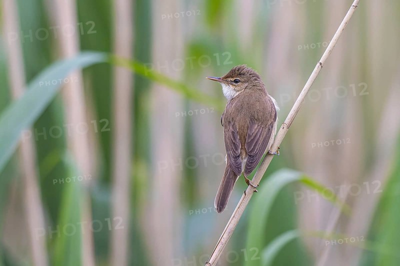 Eurasian Reed Warbler (Acrocephalus scirpaceus), North Rhine-Westphalia, Germany