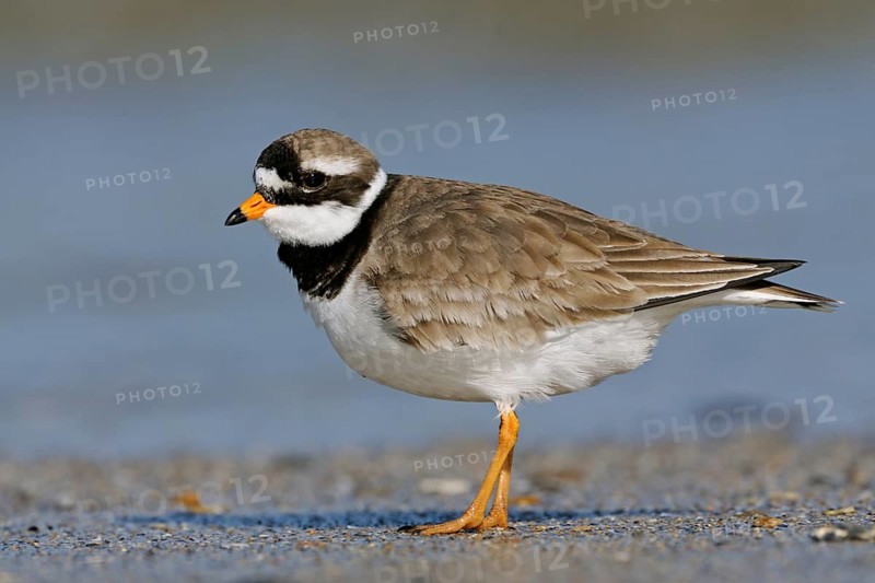 Common Ringed Plover (Charadrius hiaticula) on shoreline, Schleswig-Holstein, Germany
