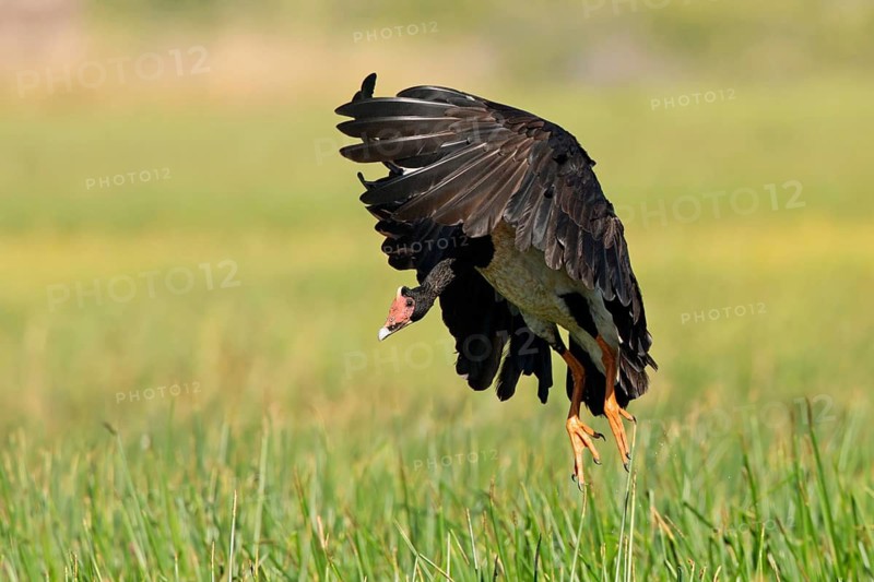 Magpie Goose (Anseranas semipalmata) landing, Queensland, Australia
