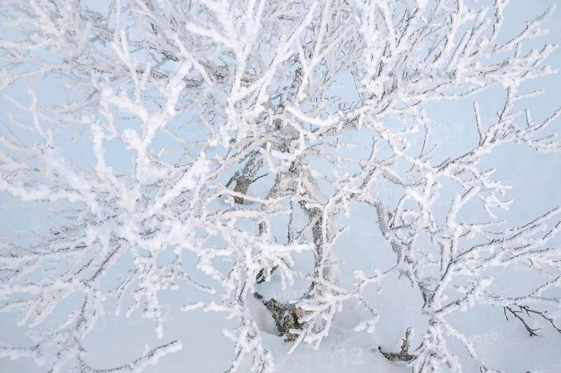 Frost-covered fjällbirken, Saariselkä, Lapland, Finland, January 2025