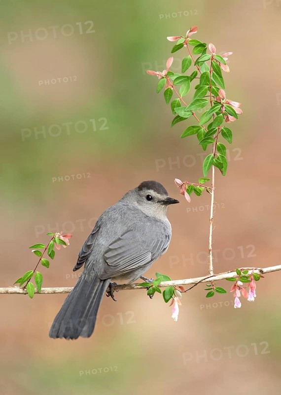 Grey Catbird (Dumetella carolinensis) perched on a branch, Texas, USA