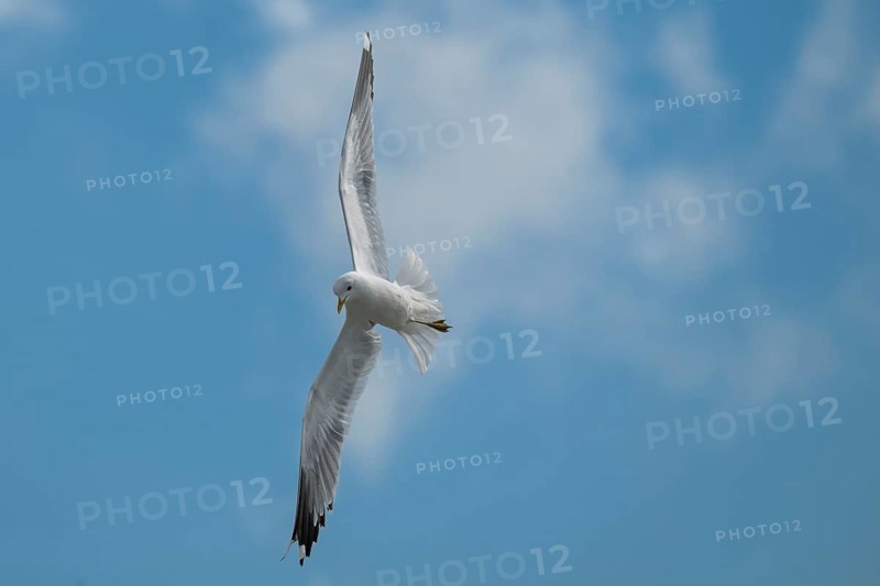 Herring Gull (Larus argentatus) in flight, North Friesland, Schleswig-Holstein, Germany