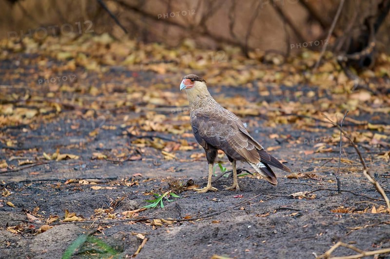 A bird of prey stands on a leaf-covered ground in an autumn environment, Crested Caracara (Caracara plancus), Pantanal, Mato Grosso, Brazil