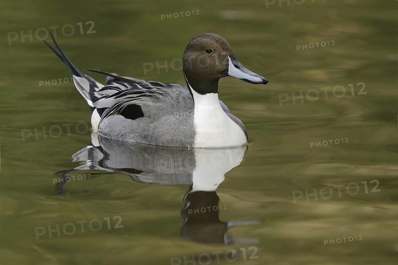 Northern Pintail (Anas acuta) male, Arizona, USA