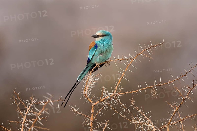 Abyssinian Roller (Coracias abyssinicus) perched on a branch, Ethiopia
