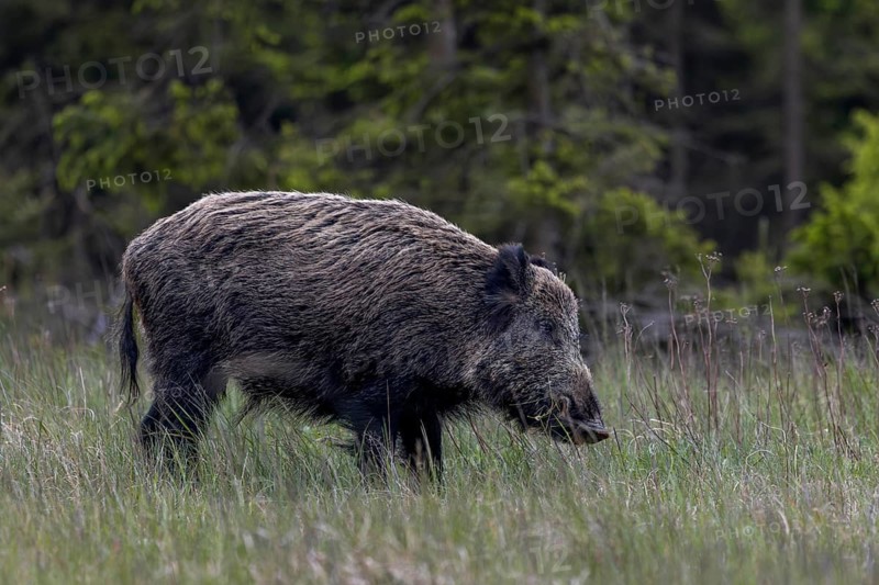The wild boar (Sus scrofa) eats the fresh shoots of the grasses with obvious relish, May, Denmark