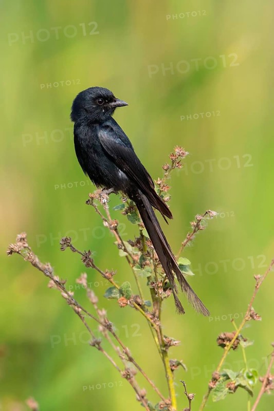 Black Drongo (Dicrurus macrocercus), Phetchaburi, Thailand