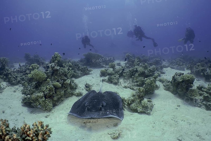 Black-spotted stingray (Taeniura meyeni)