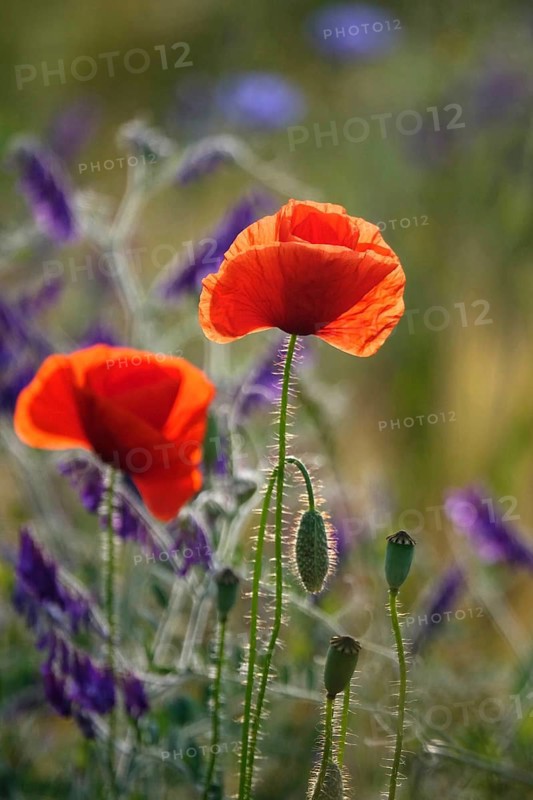 Beautiful picturesque poppy field, June, Germany