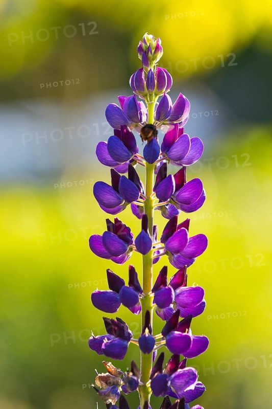Purple perennial lupin (Lupinus polyphyllus) in flower