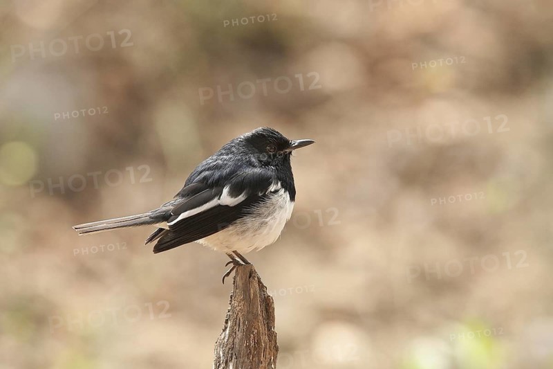Oriental Magpie-Robin (Copsychus saularis) male, Uttarakhand, India