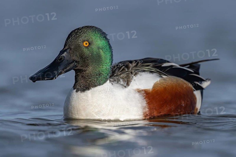 Northern Shoveler (Spatula clypeata) male, Schleswig-Holstein, Germany