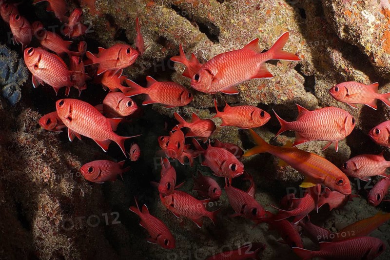 White-fringed soldierfish (Myripristis murdian)