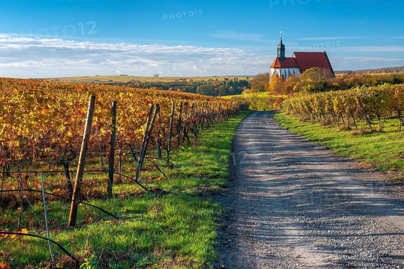 Hiking trail to the pilgrimage church of Maria im Weingarten in autumn, colorful leaves in the vineyards, near Volkach am Main, Lower Franconia, Mainfranken, Bavaria, Germany