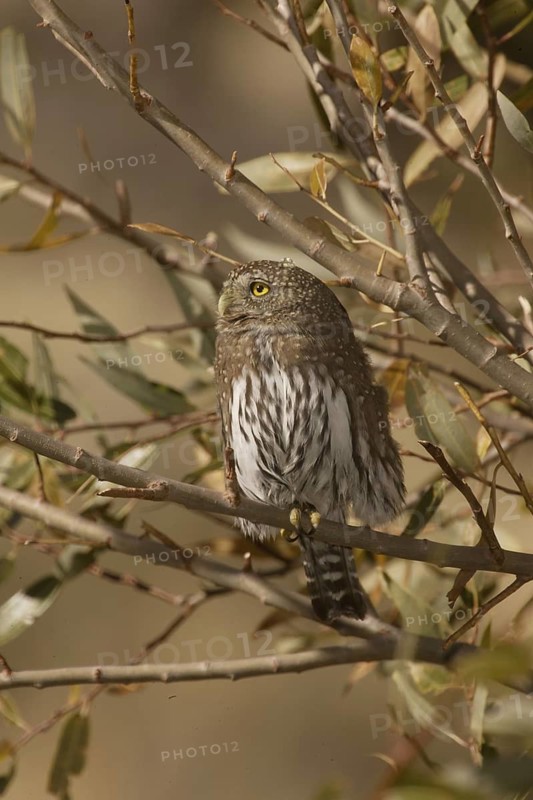 Northern Pygmy Owl (Glaucidium californicum), California, USA