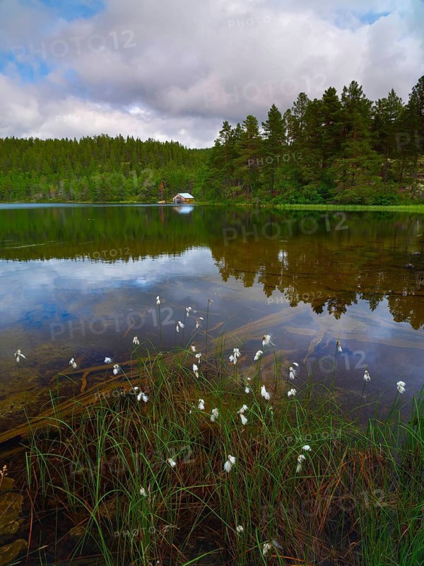 Cottongrass (Eriophorum) on the shore of a lake, portrait, landscape, landscape photo, clouds, reflection, Tynset, Innlandet, Norway