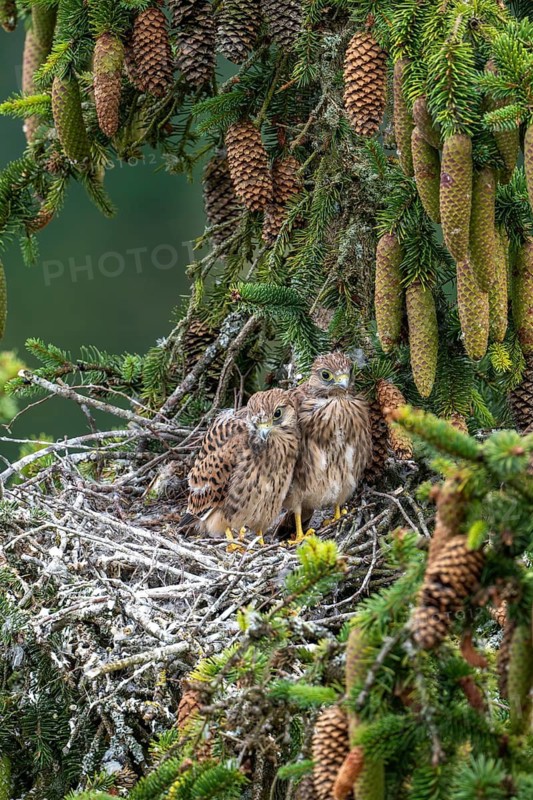 Common kestrel (Falco tinnunculus), young birds not yet ready to fly in the nest, Rhineland-Palatinate, Germany